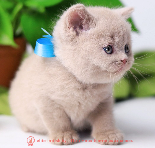 купить британского котенка, купить британца, циннамон британская кошка, кот британский циннамон , британский котенок циннамон , британская кошка фавн, британский кот фавн, британцы фавн, окрас фавн британских кошек, британская кошка фавн, британский кот фавн, британцы фавн, окрас фавн британских кошек, ЦИННАМОН британский короткошерстный котенок цвета корицы, британские котята цвета корицы, британский короткошерстный котенок цвета корицы