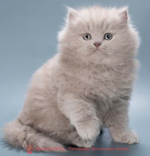 купить британского котенка, купить британца, шоколадные британцы фото, британские кошки купить британского котенка, купить британца, британец голубой фото, голубые британцы фото, британский кошки голубой, британская голубая кошка, британская голубая кошка фото, британской голубой кошки фото, кот британский голубой, коты британские голубые, голубые британские котята фото, британский голубой котенок фото, британский голубой кот фото, фото британского голубого кота, окрас британских котят голубой фото, британские котята голубого окраса фото, британцы коты фото голубые
