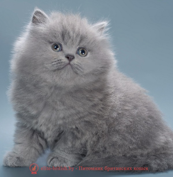 купить британского котенка, купить британца, шоколадные британцы фото, британские кошки купить британского котенка, купить британца, британец голубой фото, голубые британцы фото, британский кошки голубой, британская голубая кошка, британская голубая кошка фото, британской голубой кошки фото, кот британский голубой, коты британские голубые, голубые британские котята фото, британский голубой котенок фото, британский голубой кот фото, фото британского голубого кота, окрас британских котят голубой фото, британские котята голубого окраса фото, британцы коты фото голубые