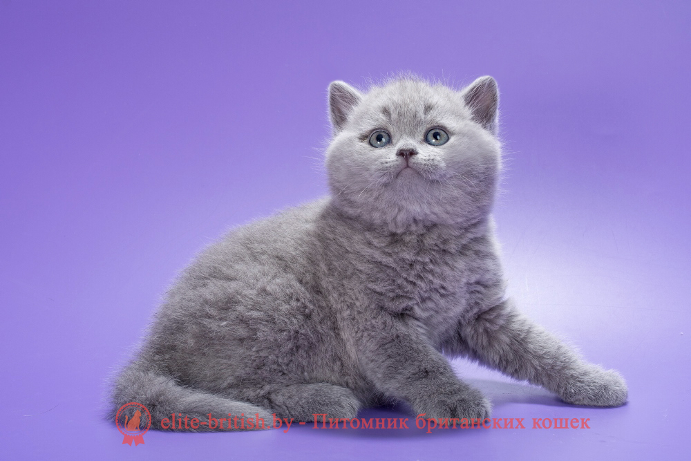 Британский котенок голубого окраса, мальчик Kiwi (Киви), помет от 2.01.2026 купить британского котенка, купить британца, британец голубой фото, голубые британцы фото, британский кошки голубой, британская голубая кошка, британская голубая кошка фото, британской голубой кошки фото, кот британский голубой, коты британские голубые, голубые британские котята фото, британский голубой котенок фото, британский голубой кот фото, фото британского голубого кота, окрас британских котят голубой фото, британские котята голубого окраса фото, британцы коты фото голубые