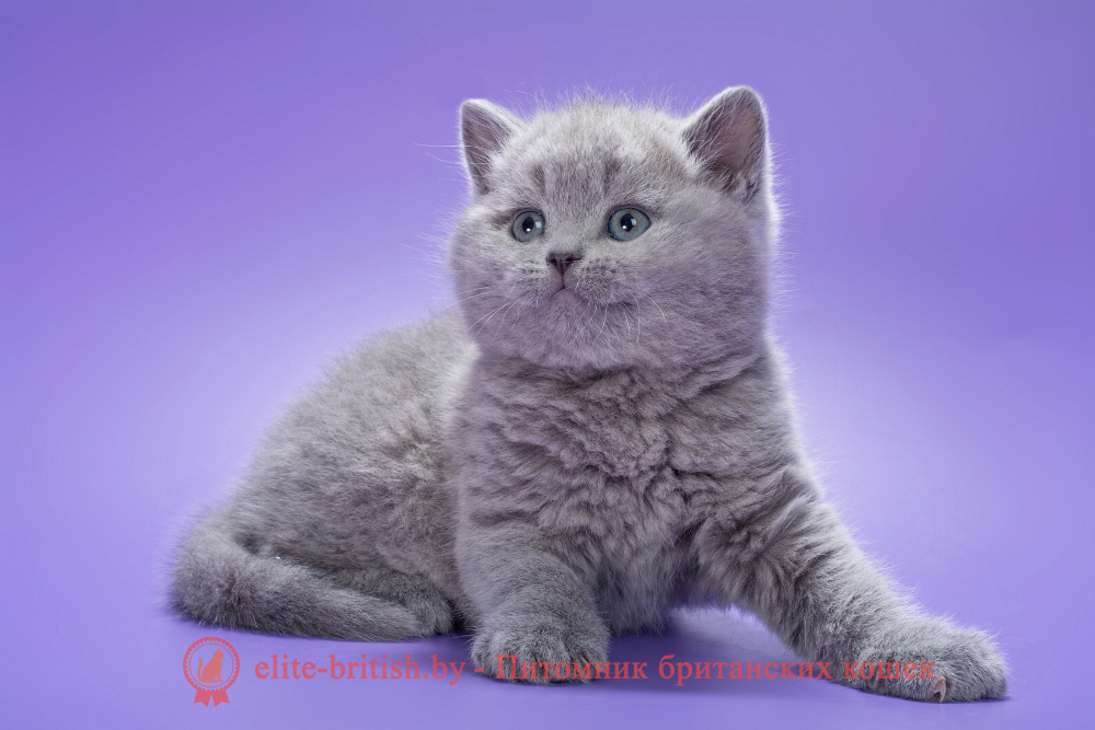Британский котенок голубого окраса, мальчик Kiwi (Киви), помет от 2.01.2026 купить британского котенка, купить британца, британец голубой фото, голубые британцы фото, британский кошки голубой, британская голубая кошка, британская голубая кошка фото, британской голубой кошки фото, кот британский голубой, коты британские голубые, голубые британские котята фото, британский голубой котенок фото, британский голубой кот фото, фото британского голубого кота, окрас британских котят голубой фото, британские котята голубого окраса фото, британцы коты фото голубые
