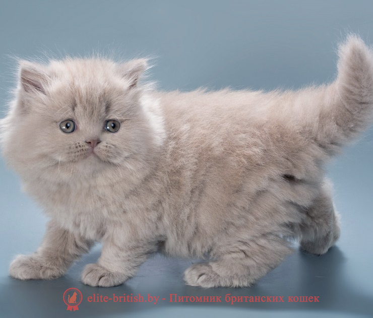 купить британского котенка, купить британца, шоколадные британцы фото, британские кошки купить британского котенка, купить британца, британец голубой фото, голубые британцы фото, британский кошки голубой, британская голубая кошка, британская голубая кошка фото, британской голубой кошки фото, кот британский голубой, коты британские голубые, голубые британские котята фото, британский голубой котенок фото, британский голубой кот фото, фото британского голубого кота, окрас британских котят голубой фото, британские котята голубого окраса фото, британцы коты фото голубые