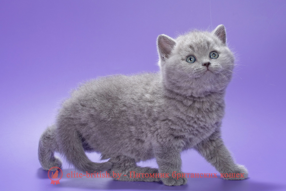 Британский котенок голубого окраса, мальчик Kiwi (Киви), помет от 2.01.2026 купить британского котенка, купить британца, британец голубой фото, голубые британцы фото, британский кошки голубой, британская голубая кошка, британская голубая кошка фото, британской голубой кошки фото, кот британский голубой, коты британские голубые, голубые британские котята фото, британский голубой котенок фото, британский голубой кот фото, фото британского голубого кота, окрас британских котят голубой фото, британские котята голубого окраса фото, британцы коты фото голубые