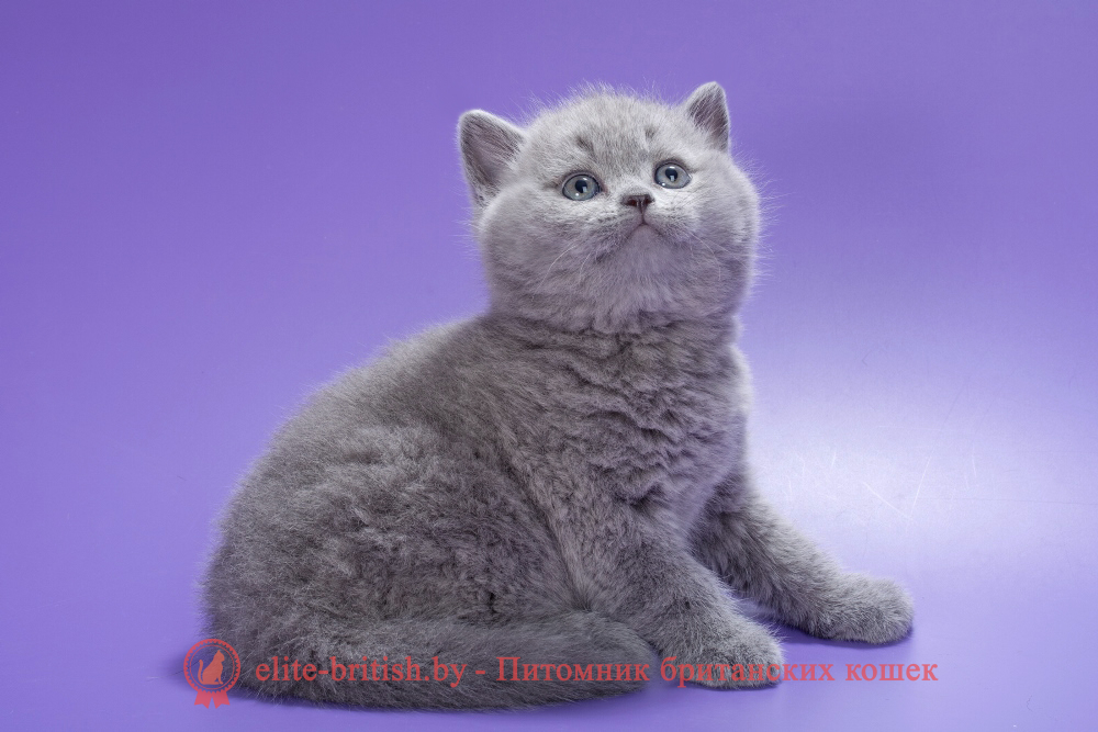 Британский котенок голубого окраса, мальчик Kiwi (Киви), помет от 2.01.2026 купить британского котенка, купить британца, британец голубой фото, голубые британцы фото, британский кошки голубой, британская голубая кошка, британская голубая кошка фото, британской голубой кошки фото, кот британский голубой, коты британские голубые, голубые британские котята фото, британский голубой котенок фото, британский голубой кот фото, фото британского голубого кота, окрас британских котят голубой фото, британские котята голубого окраса фото, британцы коты фото голубые