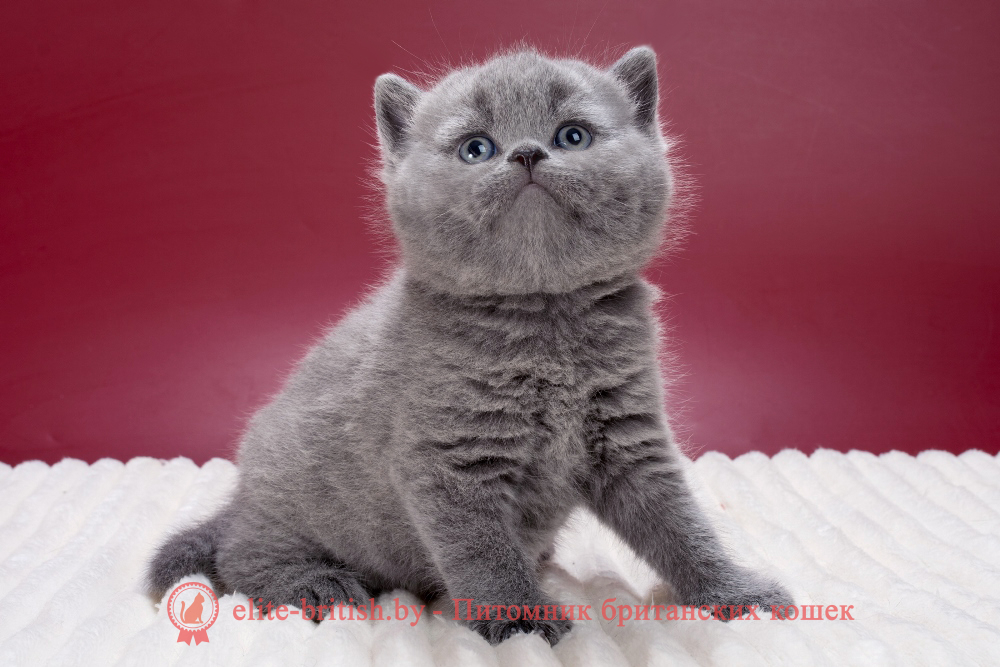 Британский котенок голубого окраса, мальчик Marley (Марлей), Mars (Марс), помет от 21.01.2026 купить британского котенка, купить британца, британец голубой фото, голубые британцы фото, британский кошки голубой, британская голубая кошка, британская голубая кошка фото, британской голубой кошки фото, кот британский голубой, коты британские голубые, голубые британские котята фото, британский голубой котенок фото, британский голубой кот фото, фото британского голубого кота, окрас британских котят голубой фото, британские котята голубого окраса фото, британцы коты фото голубые