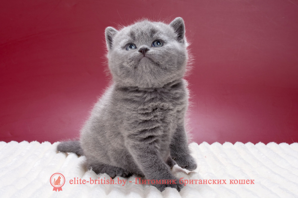 Британский котенок голубого окраса, мальчик Marley (Марлей), Mars (Марс), помет от 21.01.2026 купить британского котенка, купить британца, британец голубой фото, голубые британцы фото, британский кошки голубой, британская голубая кошка, британская голубая кошка фото, британской голубой кошки фото, кот британский голубой, коты британские голубые, голубые британские котята фото, британский голубой котенок фото, британский голубой кот фото, фото британского голубого кота, окрас британских котят голубой фото, британские котята голубого окраса фото, британцы коты фото голубые