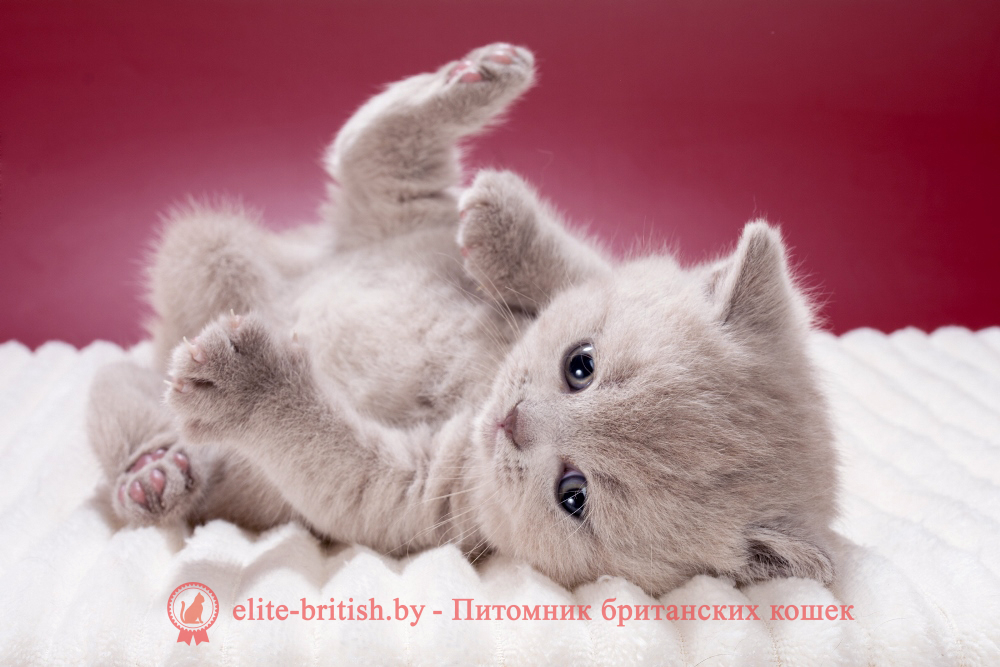 Британский котенок лилового окраса, девочка Misty (Мисти), помет от 21.01.2026 лиловый британец, фото лиловых британцев, британец лиловый фото, британский лиловый котенок, фото лиловых британских котят, британские котята фото лиловые, британские коты лилового окраса фото, британская кошка фото лиловая, фото лиловой британской кошки, британские котята лилового окраса фото, лиловая британская кошка, британские котята лилового окраса, британский лиловый кот фото, лиловый британский кот, лиловый окрас британских кошек фото, кот британец лиловый фото, британец лилового цвета, лиловый окрас британских кошек, британцы лилового окраса, британец лилового окраса фото, лиловый цвет британских кошек, британские котята лилового цвета, лиловый цвет британских кошек, британские котята лилового цвета, британская короткошерстная кошка лиловая, котята британцы лиловые фото, лиловые британцы котята, британцы коты лиловые, британский кот лилового окраса, британская кошка лилового окраса фото, британские котята лилового окраса фото, британцы лилового окраса фото, британский кот лилового окраса фото