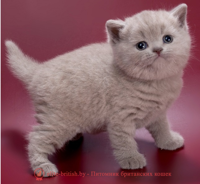 купить британского котенка, купить британца, британец голубой фото, голубые британцы фото, британский кошки голубой, британская голубая кошка, британская голубая кошка фото, британской голубой кошки фото, кот британский голубой, коты британские голубые, голубые британские котята фото, британский голубой котенок фото, британский голубой кот фото, фото британского голубого кота, окрас британских котят голубой фото, британские котята голубого окраса фото, британцы коты фото голубые