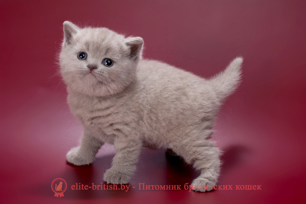 Британский котенок лилового окраса, девочка Misty (Мисти), помет от 21.01.2026 лиловый британец, фото лиловых британцев, британец лиловый фото, британский лиловый котенок, фото лиловых британских котят, британские котята фото лиловые, британские коты лилового окраса фото, британская кошка фото лиловая, фото лиловой британской кошки, британские котята лилового окраса фото, лиловая британская кошка, британские котята лилового окраса, британский лиловый кот фото, лиловый британский кот, лиловый окрас британских кошек фото, кот британец лиловый фото, британец лилового цвета, лиловый окрас британских кошек, британцы лилового окраса, британец лилового окраса фото, лиловый цвет британских кошек, британские котята лилового цвета, лиловый цвет британских кошек, британские котята лилового цвета, британская короткошерстная кошка лиловая, котята британцы лиловые фото, лиловые британцы котята, британцы коты лиловые, британский кот лилового окраса, британская кошка лилового окраса фото, британские котята лилового окраса фото, британцы лилового окраса фото, британский кот лилового окраса фото