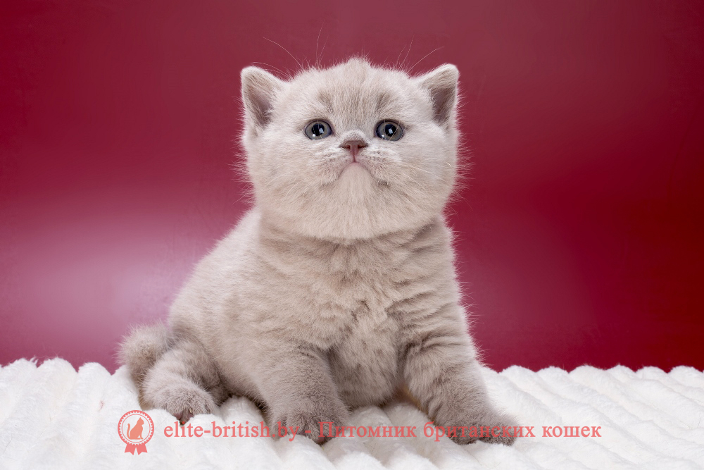 Британский котенок лилового окраса, девочка Misty (Мисти), помет от 21.01.2026 лиловый британец, фото лиловых британцев, британец лиловый фото, британский лиловый котенок, фото лиловых британских котят, британские котята фото лиловые, британские коты лилового окраса фото, британская кошка фото лиловая, фото лиловой британской кошки, британские котята лилового окраса фото, лиловая британская кошка, британские котята лилового окраса, британский лиловый кот фото, лиловый британский кот, лиловый окрас британских кошек фото, кот британец лиловый фото, британец лилового цвета, лиловый окрас британских кошек, британцы лилового окраса, британец лилового окраса фото, лиловый цвет британских кошек, британские котята лилового цвета, лиловый цвет британских кошек, британские котята лилового цвета, британская короткошерстная кошка лиловая, котята британцы лиловые фото, лиловые британцы котята, британцы коты лиловые, британский кот лилового окраса, британская кошка лилового окраса фото, британские котята лилового окраса фото, британцы лилового окраса фото, британский кот лилового окраса фото