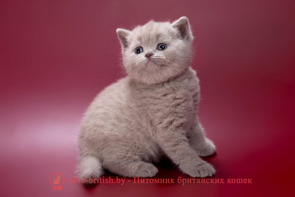 Британский котенок лилового окраса, девочка Misty (Мисти), помет от 21.01.2026 лиловый британец, фото лиловых британцев, британец лиловый фото, британский лиловый котенок, фото лиловых британских котят, британские котята фото лиловые, британские коты лилового окраса фото, британская кошка фото лиловая, фото лиловой британской кошки, британские котята лилового окраса фото, лиловая британская кошка, британские котята лилового окраса, британский лиловый кот фото, лиловый британский кот, лиловый окрас британских кошек фото, кот британец лиловый фото, британец лилового цвета, лиловый окрас британских кошек, британцы лилового окраса, британец лилового окраса фото, лиловый цвет британских кошек, британские котята лилового цвета, лиловый цвет британских кошек, британские котята лилового цвета, британская короткошерстная кошка лиловая, котята британцы лиловые фото, лиловые британцы котята, британцы коты лиловые, британский кот лилового окраса, британская кошка лилового окраса фото, британские котята лилового окраса фото, британцы лилового окраса фото, британский кот лилового окраса фото
