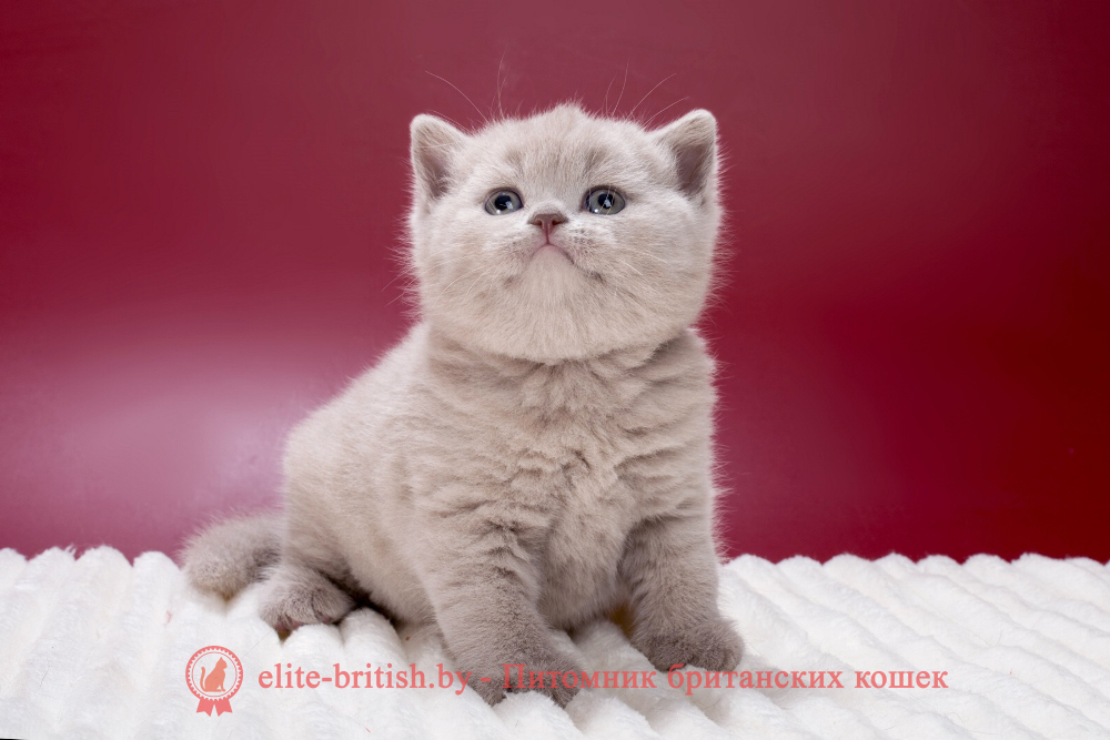 Британский котенок лилового окраса, девочка Misty (Мисти), помет от 21.01.2026 лиловый британец, фото лиловых британцев, британец лиловый фото, британский лиловый котенок, фото лиловых британских котят, британские котята фото лиловые, британские коты лилового окраса фото, британская кошка фото лиловая, фото лиловой британской кошки, британские котята лилового окраса фото, лиловая британская кошка, британские котята лилового окраса, британский лиловый кот фото, лиловый британский кот, лиловый окрас британских кошек фото, кот британец лиловый фото, британец лилового цвета, лиловый окрас британских кошек, британцы лилового окраса, британец лилового окраса фото, лиловый цвет британских кошек, британские котята лилового цвета, лиловый цвет британских кошек, британские котята лилового цвета, британская короткошерстная кошка лиловая, котята британцы лиловые фото, лиловые британцы котята, британцы коты лиловые, британский кот лилового окраса, британская кошка лилового окраса фото, британские котята лилового окраса фото, британцы лилового окраса фото, британский кот лилового окраса фото