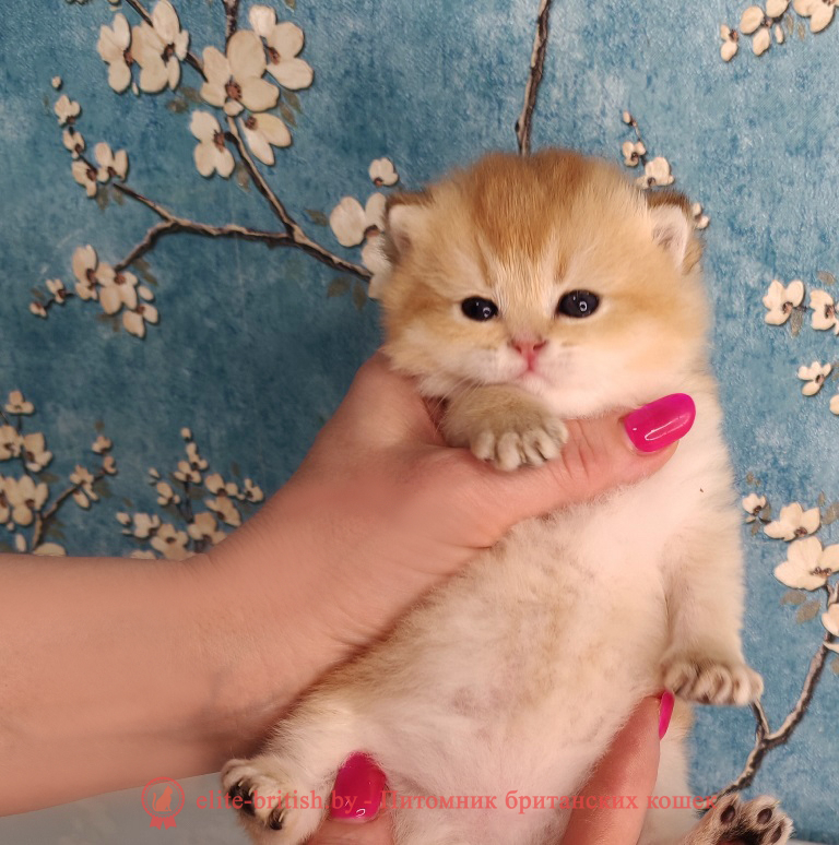 купить британского котенка, купить британца, золотой британский кот, золотые британцы фото, золотой британец, британская кошка золотая шиншилла,  британский кот шиншилла золотая, золотой тикированный британец, британец золотая шиншилла, британец золотистый,  котята британские окрас золотая шиншилла, британская кошка золотая шиншилла фото, британец окрас золотая шиншилла фото, британский золотой котенок, длинношерстная британская золотая кошка, британские котята золотая шиншилла, британский золотистый кот, кот золотой британец , британцы окрас золотой, британцы окрас золотая шиншилла, котята британцы золотая шиншилла, золотистые британские котята, британские котята золотого окраса, британцы золотая шиншилла фото, золотой окрас британских кошек, британцы золотого окраса, британские котята золотого окраса, британец окрас золотая шиншилла, британские котята окраса золотая шиншилла,  британская короткошерстная окраса золото