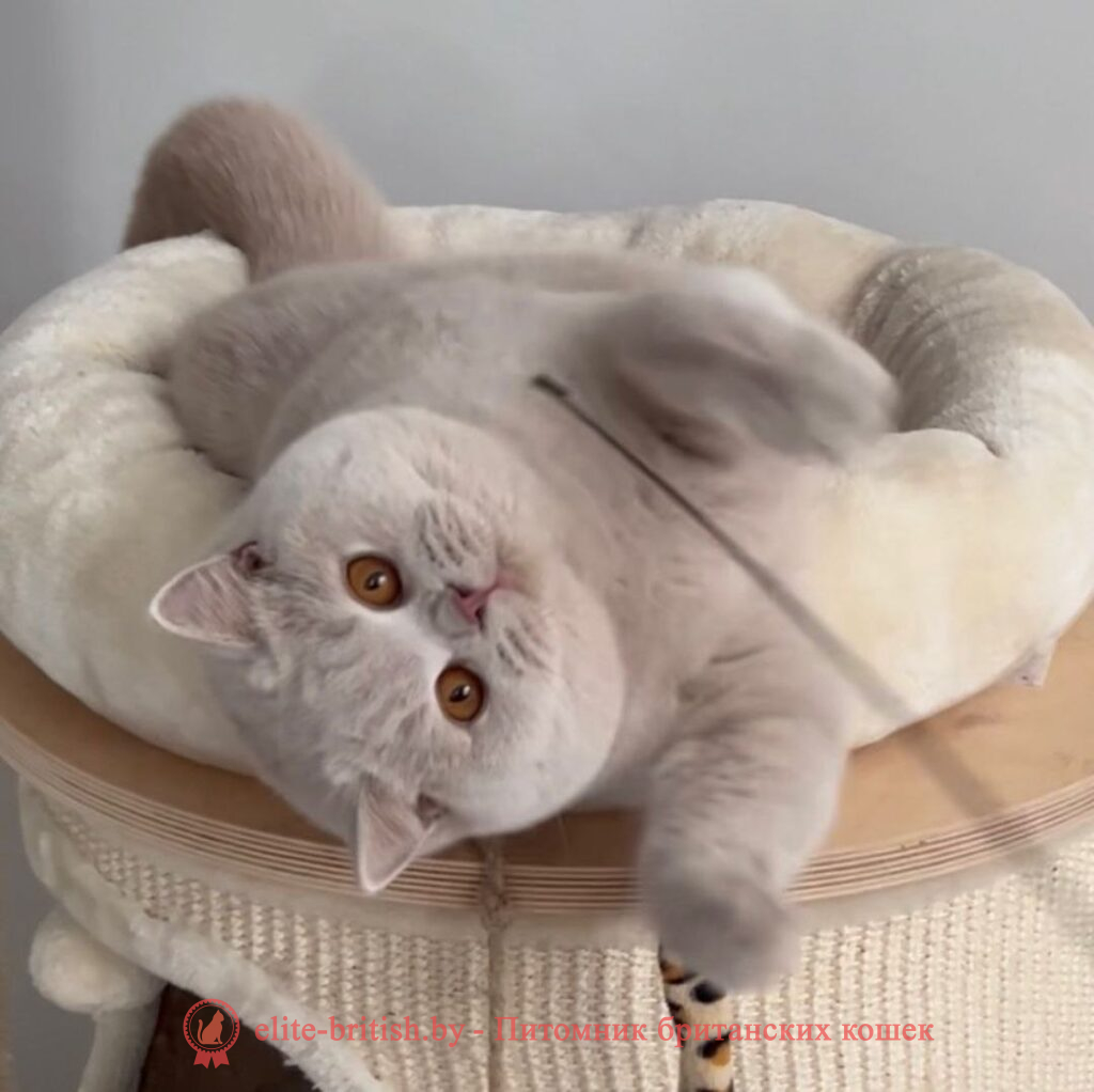 пример лилового окраса, пример фавн окраса