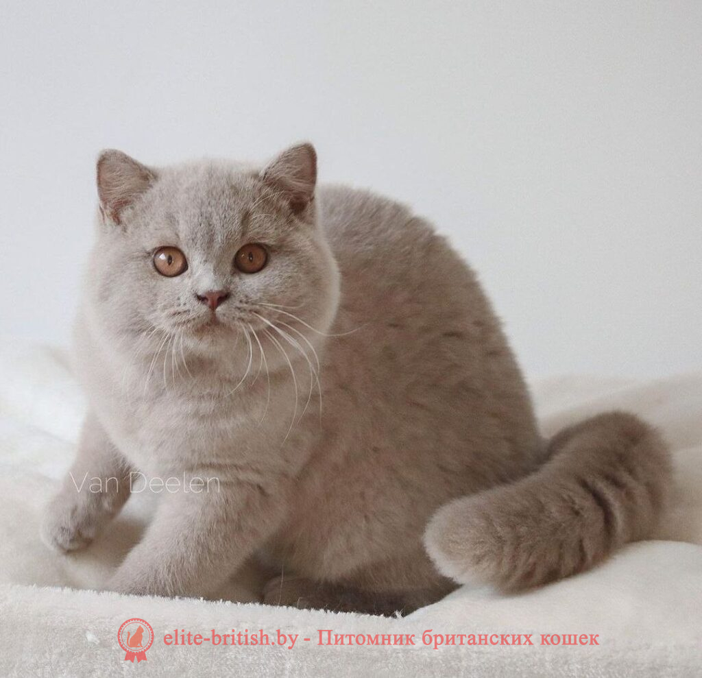 пример лилового окраса, пример фавн окраса