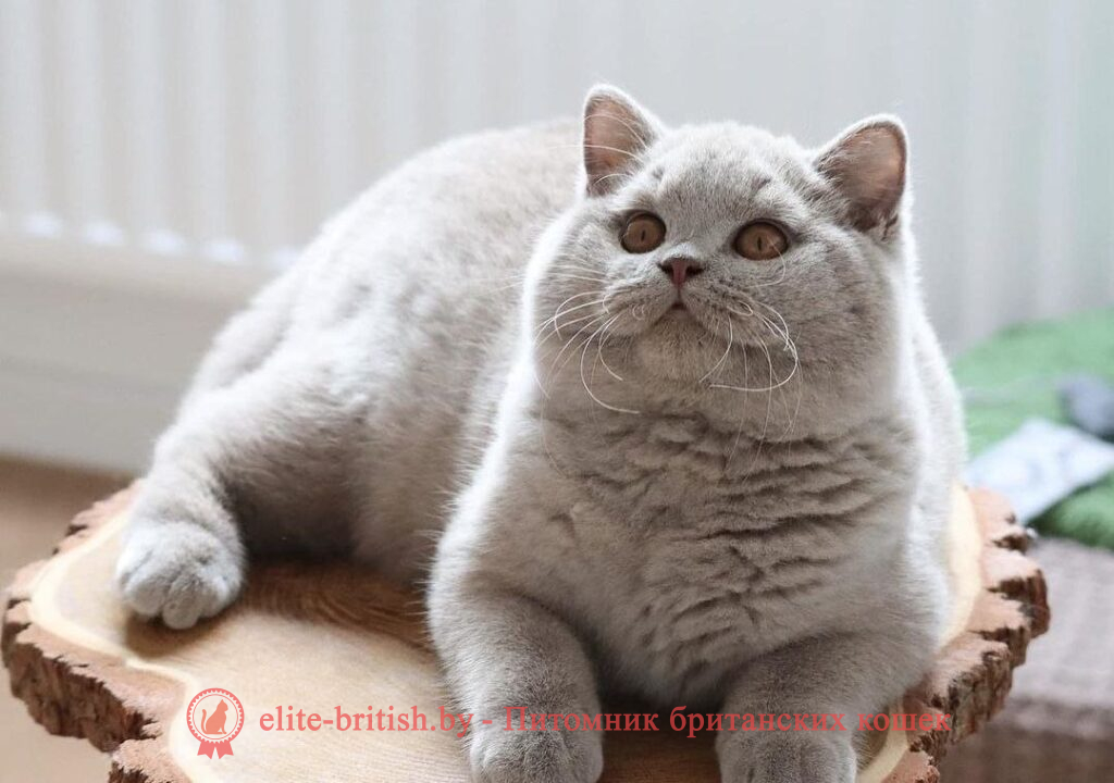 пример лилового окраса, пример фавн окраса