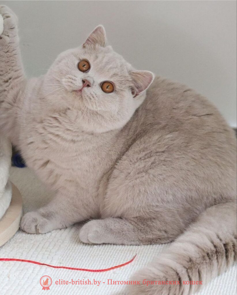 пример лилового окраса, пример фавн окраса