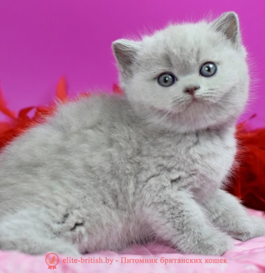 купить британского котенка, купить британца, лиловый биколор британская кошка, кот британский лиловый с белым, британский котенок циннамон , британская кошка фавн, британский кот лиловый , британцы лиловый , окрас лиловый британских кошек, британская кошка лиловый , британский кот лиловый , британцы лиловый , окрас фавн британских кошек, ЦИННАМОН британский короткошерстный котенок цвета корицы, британские котята цвета корицы, британский короткошерстный котенок цвета корицы