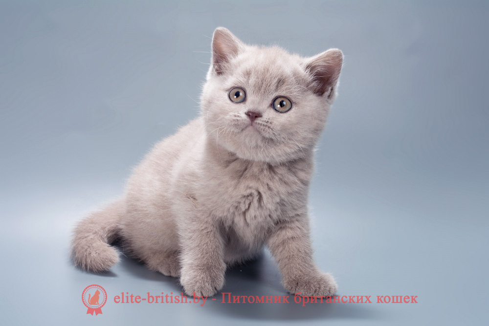 Британский котенок лилового окраса, девочка Misty (Мисти), помет от 21.01.2026 лиловый британец, фото лиловых британцев, британец лиловый фото, британский лиловый котенок, фото лиловых британских котят, британские котята фото лиловые, британские коты лилового окраса фото, британская кошка фото лиловая, фото лиловой британской кошки, британские котята лилового окраса фото, лиловая британская кошка, британские котята лилового окраса, британский лиловый кот фото, лиловый британский кот, лиловый окрас британских кошек фото, кот британец лиловый фото, британец лилового цвета, лиловый окрас британских кошек, британцы лилового окраса, британец лилового окраса фото, лиловый цвет британских кошек, британские котята лилового цвета, лиловый цвет британских кошек, британские котята лилового цвета, британская короткошерстная кошка лиловая, котята британцы лиловые фото, лиловые британцы котята, британцы коты лиловые, британский кот лилового окраса, британская кошка лилового окраса фото, британские котята лилового окраса фото, британцы лилового окраса фото, британский кот лилового окраса фото