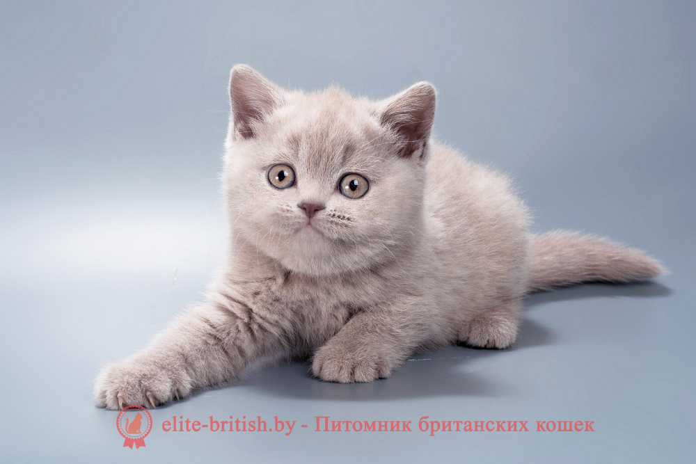 Британский котенок лилового окраса, девочка Misty (Мисти), помет от 21.01.2026 лиловый британец, фото лиловых британцев, британец лиловый фото, британский лиловый котенок, фото лиловых британских котят, британские котята фото лиловые, британские коты лилового окраса фото, британская кошка фото лиловая, фото лиловой британской кошки, британские котята лилового окраса фото, лиловая британская кошка, британские котята лилового окраса, британский лиловый кот фото, лиловый британский кот, лиловый окрас британских кошек фото, кот британец лиловый фото, британец лилового цвета, лиловый окрас британских кошек, британцы лилового окраса, британец лилового окраса фото, лиловый цвет британских кошек, британские котята лилового цвета, лиловый цвет британских кошек, британские котята лилового цвета, британская короткошерстная кошка лиловая, котята британцы лиловые фото, лиловые британцы котята, британцы коты лиловые, британский кот лилового окраса, британская кошка лилового окраса фото, британские котята лилового окраса фото, британцы лилового окраса фото, британский кот лилового окраса фото