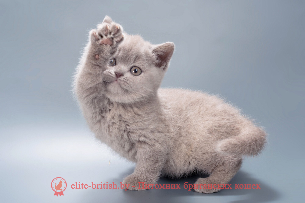 Британский котенок лилового окраса, девочка Misty (Мисти), помет от 21.01.2026 лиловый британец, фото лиловых британцев, британец лиловый фото, британский лиловый котенок, фото лиловых британских котят, британские котята фото лиловые, британские коты лилового окраса фото, британская кошка фото лиловая, фото лиловой британской кошки, британские котята лилового окраса фото, лиловая британская кошка, британские котята лилового окраса, британский лиловый кот фото, лиловый британский кот, лиловый окрас британских кошек фото, кот британец лиловый фото, британец лилового цвета, лиловый окрас британских кошек, британцы лилового окраса, британец лилового окраса фото, лиловый цвет британских кошек, британские котята лилового цвета, лиловый цвет британских кошек, британские котята лилового цвета, британская короткошерстная кошка лиловая, котята британцы лиловые фото, лиловые британцы котята, британцы коты лиловые, британский кот лилового окраса, британская кошка лилового окраса фото, британские котята лилового окраса фото, британцы лилового окраса фото, британский кот лилового окраса фото