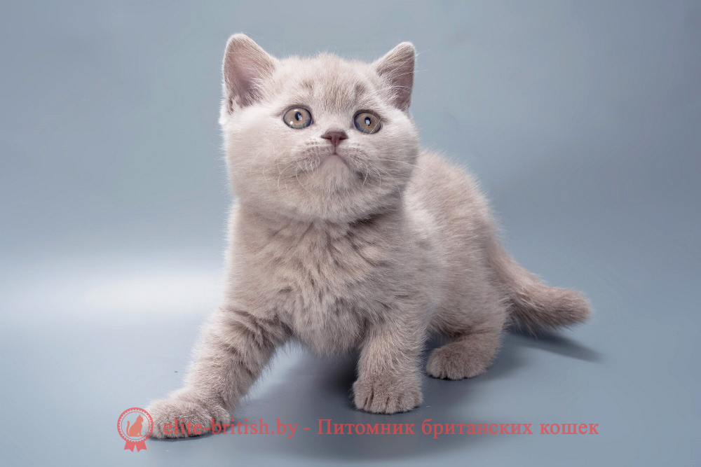 Британский котенок лилового окраса, девочка Misty (Мисти), помет от 21.01.2026 лиловый британец, фото лиловых британцев, британец лиловый фото, британский лиловый котенок, фото лиловых британских котят, британские котята фото лиловые, британские коты лилового окраса фото, британская кошка фото лиловая, фото лиловой британской кошки, британские котята лилового окраса фото, лиловая британская кошка, британские котята лилового окраса, британский лиловый кот фото, лиловый британский кот, лиловый окрас британских кошек фото, кот британец лиловый фото, британец лилового цвета, лиловый окрас британских кошек, британцы лилового окраса, британец лилового окраса фото, лиловый цвет британских кошек, британские котята лилового цвета, лиловый цвет британских кошек, британские котята лилового цвета, британская короткошерстная кошка лиловая, котята британцы лиловые фото, лиловые британцы котята, британцы коты лиловые, британский кот лилового окраса, британская кошка лилового окраса фото, британские котята лилового окраса фото, британцы лилового окраса фото, британский кот лилового окраса фото