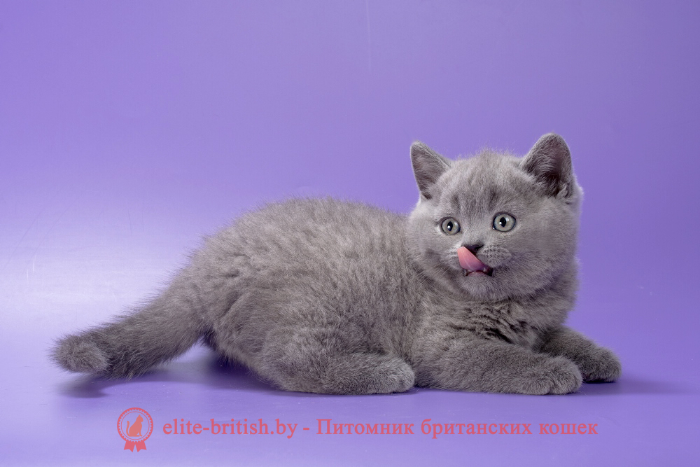 Британский котенок голубого окраса, мальчик Magnus (Магнус), помет от 21.01.2026 купить британского котенка, купить британца, британец голубой фото, голубые британцы фото, британский кошки голубой, британская голубая кошка, британская голубая кошка фото, британской голубой кошки фото, кот британский голубой, коты британские голубые, голубые британские котята фото, британский голубой котенок фото, британский голубой кот фото, фото британского голубого кота, окрас британских котят голубой фото, британские котята голубого окраса фото, британцы коты фото голубые