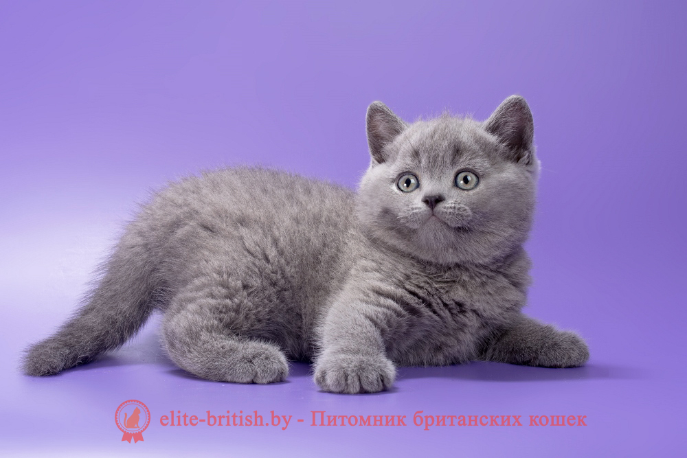 Британский котенок голубого окраса, мальчик Magnus (Магнус), помет от 21.01.2026 купить британского котенка, купить британца, британец голубой фото, голубые британцы фото, британский кошки голубой, британская голубая кошка, британская голубая кошка фото, британской голубой кошки фото, кот британский голубой, коты британские голубые, голубые британские котята фото, британский голубой котенок фото, британский голубой кот фото, фото британского голубого кота, окрас британских котят голубой фото, британские котята голубого окраса фото, британцы коты фото голубые