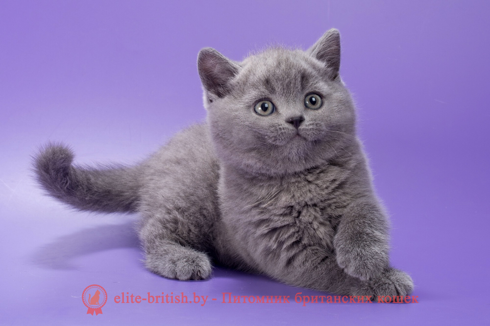 Британский котенок голубого окраса, мальчик Magnus (Магнус), помет от 21.01.2026 купить британского котенка, купить британца, британец голубой фото, голубые британцы фото, британский кошки голубой, британская голубая кошка, британская голубая кошка фото, британской голубой кошки фото, кот британский голубой, коты британские голубые, голубые британские котята фото, британский голубой котенок фото, британский голубой кот фото, фото британского голубого кота, окрас британских котят голубой фото, британские котята голубого окраса фото, британцы коты фото голубые