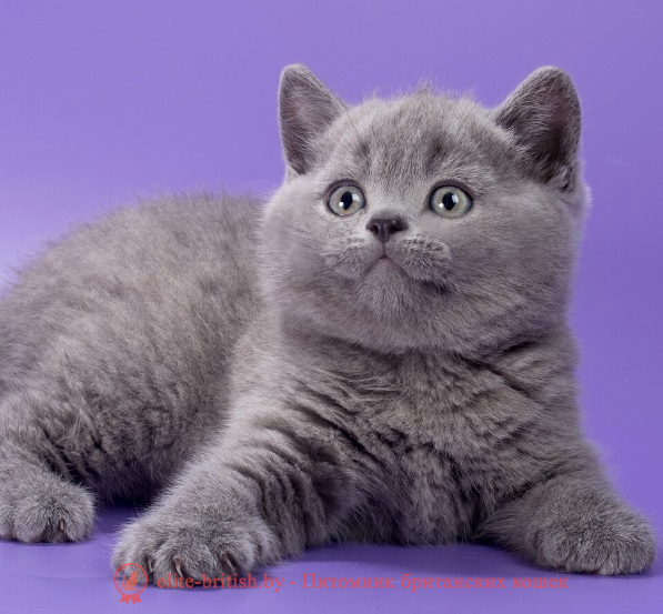 купить британского котенка, купить британца, британец голубой фото, голубые британцы фото, британский кошки голубой, британская голубая кошка, британская голубая кошка фото, британской голубой кошки фото, кот британский голубой, коты британские голубые, голубые британские котята фото, британский голубой котенок фото, британский голубой кот фото, фото британского голубого кота, окрас британских котят голубой фото, британские котята голубого окраса фото, британцы коты фото голубые