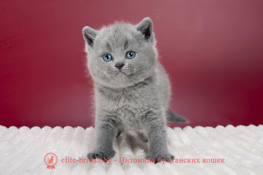 Британский котенок голубого окраса, девочка Max (Макс), помет от 21.01.2026 купить британского котенка, купить британца, британец голубой фото, голубые британцы фото, британский кошки голубой, британская голубая кошка, британская голубая кошка фото, британской голубой кошки фото, кот британский голубой, коты британские голубые, голубые британские котята фото, британский голубой котенок фото, британский голубой кот фото, фото британского голубого кота, окрас британских котят голубой фото, британские котята голубого окраса фото, британцы коты фото голубые