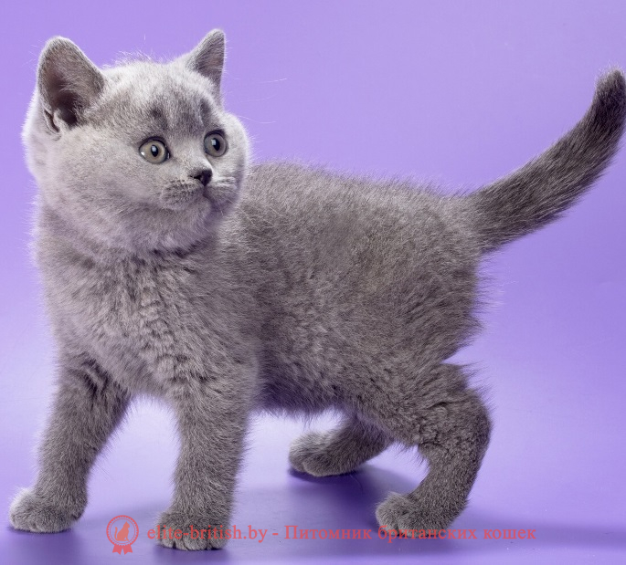 купить британского котенка, купить британца, британец голубой фото, голубые британцы фото, британский кошки голубой, британская голубая кошка, британская голубая кошка фото, британской голубой кошки фото, кот британский голубой, коты британские голубые, голубые британские котята фото, британский голубой котенок фото, британский голубой кот фото, фото британского голубого кота, окрас британских котят голубой фото, британские котята голубого окраса фото, британцы коты фото голубые