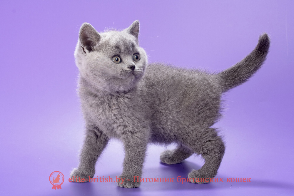Британский котенок голубого окраса, девочка Max (Макс), помет от 21.01.2026 купить британского котенка, купить британца, британец голубой фото, голубые британцы фото, британский кошки голубой, британская голубая кошка, британская голубая кошка фото, британской голубой кошки фото, кот британский голубой, коты британские голубые, голубые британские котята фото, британский голубой котенок фото, британский голубой кот фото, фото британского голубого кота, окрас британских котят голубой фото, британские котята голубого окраса фото, британцы коты фото голубые