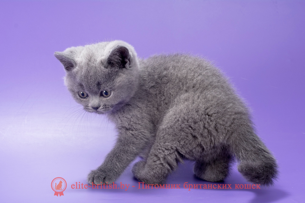 Британский котенок голубого окраса, девочка Max (Макс), помет от 21.01.2026 купить британского котенка, купить британца, британец голубой фото, голубые британцы фото, британский кошки голубой, британская голубая кошка, британская голубая кошка фото, британской голубой кошки фото, кот британский голубой, коты британские голубые, голубые британские котята фото, британский голубой котенок фото, британский голубой кот фото, фото британского голубого кота, окрас британских котят голубой фото, британские котята голубого окраса фото, британцы коты фото голубые