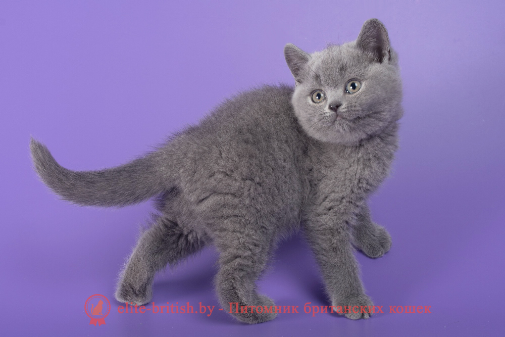 Британский котенок голубого окраса, девочка Max (Макс), помет от 21.01.2026 купить британского котенка, купить британца, британец голубой фото, голубые британцы фото, британский кошки голубой, британская голубая кошка, британская голубая кошка фото, британской голубой кошки фото, кот британский голубой, коты британские голубые, голубые британские котята фото, британский голубой котенок фото, британский голубой кот фото, фото британского голубого кота, окрас британских котят голубой фото, британские котята голубого окраса фото, британцы коты фото голубые