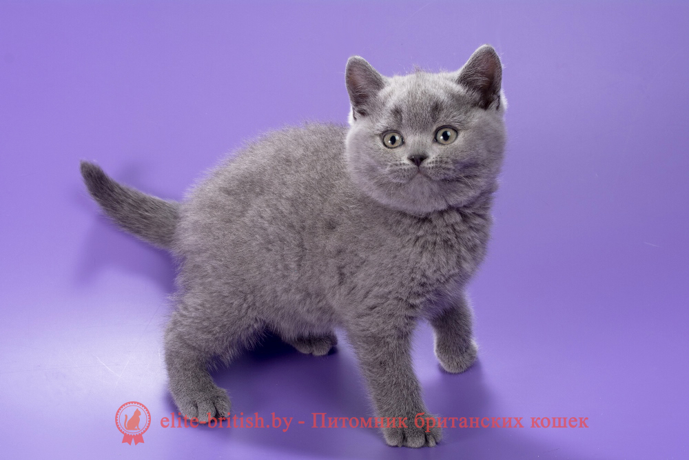 Британский котенок голубого окраса, девочка Max (Макс), помет от 21.01.2026 купить британского котенка, купить британца, британец голубой фото, голубые британцы фото, британский кошки голубой, британская голубая кошка, британская голубая кошка фото, британской голубой кошки фото, кот британский голубой, коты британские голубые, голубые британские котята фото, британский голубой котенок фото, британский голубой кот фото, фото британского голубого кота, окрас британских котят голубой фото, британские котята голубого окраса фото, британцы коты фото голубые