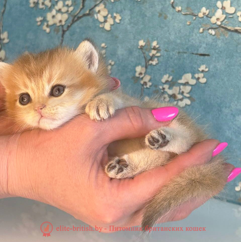 купить британского котенка, купить британца, золотой британский кот, золотые британцы фото, золотой британец, британская кошка золотая шиншилла,  британский кот шиншилла золотая, золотой тикированный британец, британец золотая шиншилла, британец золотистый,  котята британские окрас золотая шиншилла, британская кошка золотая шиншилла фото, британец окрас золотая шиншилла фото, британский золотой котенок, длинношерстная британская золотая кошка, британские котята золотая шиншилла, британский золотистый кот, кот золотой британец , британцы окрас золотой, британцы окрас золотая шиншилла, котята британцы золотая шиншилла, золотистые британские котята, британские котята золотого окраса, британцы золотая шиншилла фото, золотой окрас британских кошек, британцы золотого окраса, британские котята золотого окраса, британец окрас золотая шиншилла, британские котята окраса золотая шиншилла,  британская короткошерстная окраса золото