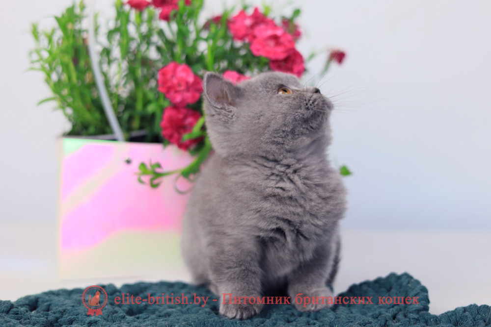 Британский котенок голубой окраса, мальчик Prince (Принц), помет от 3.12.2025 купить британского котенка, купить британца, британец голубой фото, голубые британцы фото, британский кошки голубой, британская голубая кошка, британская голубая кошка фото, британской голубой кошки фото, кот британский голубой, коты британские голубые, голубые британские котята фото, британский голубой котенок фото, британский голубой кот фото, фото британского голубого кота, окрас британских котят голубой фото, британские котята голубого окраса фото, британцы коты фото голубые