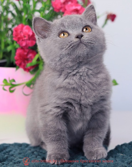 купить британского котенка, купить британца, британец голубой фото, голубые британцы фото, британский кошки голубой, британская голубая кошка, британская голубая кошка фото, британской голубой кошки фото, кот британский голубой, коты британские голубые, голубые британские котята фото, британский голубой котенок фото, британский голубой кот фото, фото британского голубого кота, окрас британских котят голубой фото, британские котята голубого окраса фото, британцы коты фото голубые