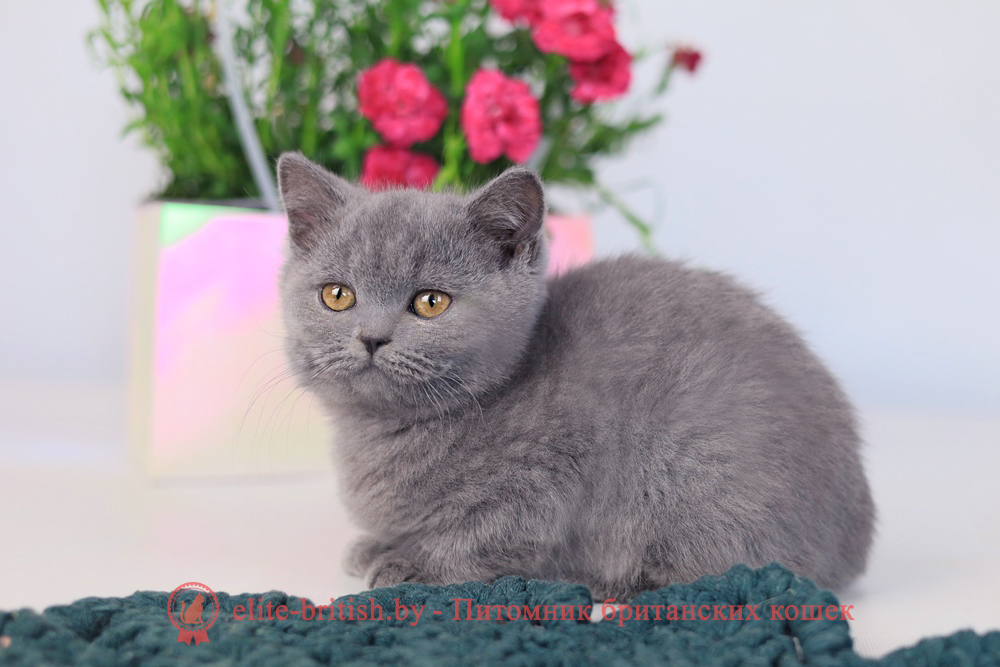 Британский котенок голубой окраса, мальчик Prince (Принц), помет от 3.12.2025 купить британского котенка, купить британца, британец голубой фото, голубые британцы фото, британский кошки голубой, британская голубая кошка, британская голубая кошка фото, британской голубой кошки фото, кот британский голубой, коты британские голубые, голубые британские котята фото, британский голубой котенок фото, британский голубой кот фото, фото британского голубого кота, окрас британских котят голубой фото, британские котята голубого окраса фото, британцы коты фото голубые