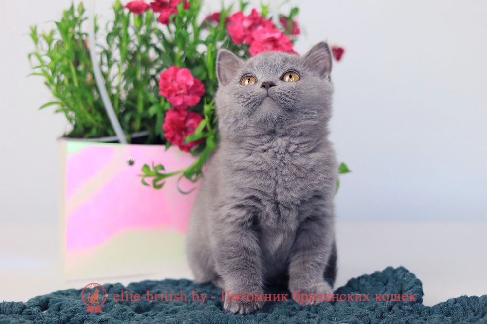 Британский котенок голубой окраса, мальчик Prince (Принц), помет от 3.12.2025 купить британского котенка, купить британца, британец голубой фото, голубые британцы фото, британский кошки голубой, британская голубая кошка, британская голубая кошка фото, британской голубой кошки фото, кот британский голубой, коты британские голубые, голубые британские котята фото, британский голубой котенок фото, британский голубой кот фото, фото британского голубого кота, окрас британских котят голубой фото, британские котята голубого окраса фото, британцы коты фото голубые