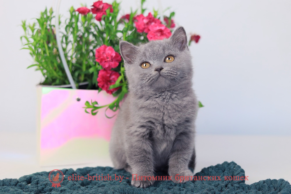 Британский котенок голубой окраса, мальчик Prince (Принц), помет от 3.12.2025 купить британского котенка, купить британца, британец голубой фото, голубые британцы фото, британский кошки голубой, британская голубая кошка, британская голубая кошка фото, британской голубой кошки фото, кот британский голубой, коты британские голубые, голубые британские котята фото, британский голубой котенок фото, британский голубой кот фото, фото британского голубого кота, окрас британских котят голубой фото, британские котята голубого окраса фото, британцы коты фото голубые