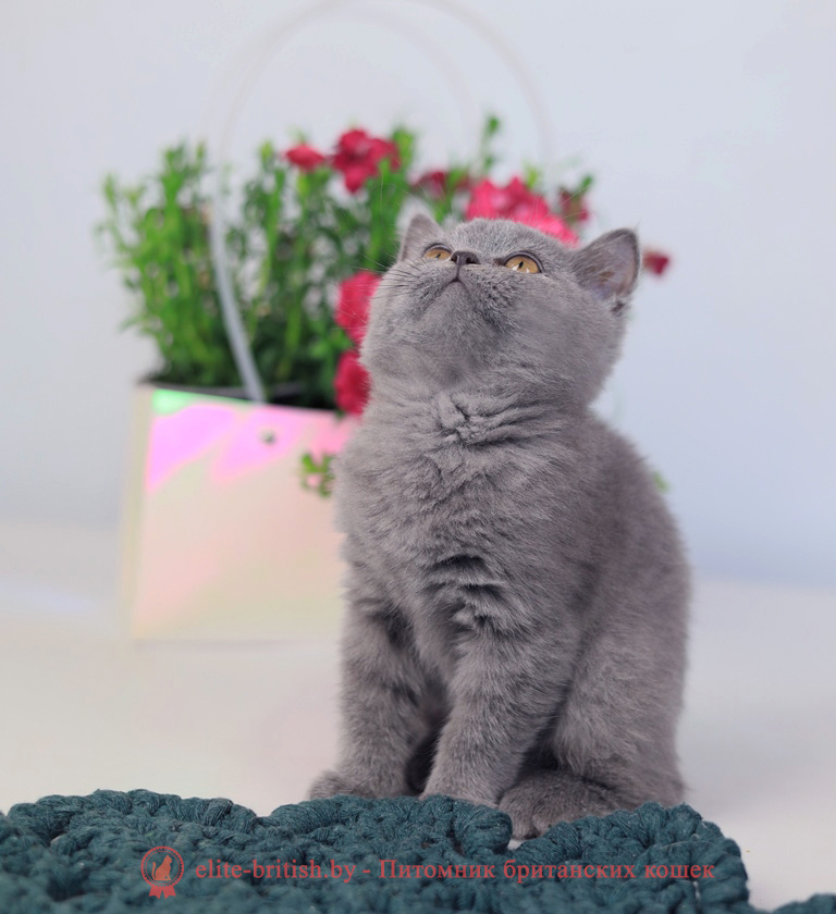 купить британского котенка, купить британца, британец голубой фото, голубые британцы фото, британский кошки голубой, британская голубая кошка, британская голубая кошка фото, британской голубой кошки фото, кот британский голубой, коты британские голубые, голубые британские котята фото, британский голубой котенок фото, британский голубой кот фото, фото британского голубого кота, окрас британских котят голубой фото, британские котята голубого окраса фото, британцы коты фото голубые
