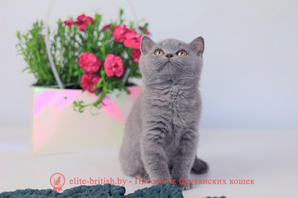 Британский котенок голубой окраса, мальчик Prince (Принц), помет от 3.12.2025 купить британского котенка, купить британца, британец голубой фото, голубые британцы фото, британский кошки голубой, британская голубая кошка, британская голубая кошка фото, британской голубой кошки фото, кот британский голубой, коты британские голубые, голубые британские котята фото, британский голубой котенок фото, британский голубой кот фото, фото британского голубого кота, окрас британских котят голубой фото, британские котята голубого окраса фото, британцы коты фото голубые
