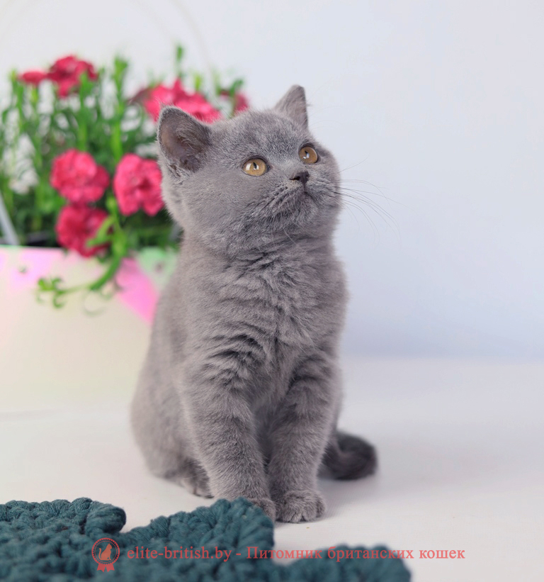Британский котенок голубой окраса, мальчик Prince (Принц), помет от 3.12.2025 купить британского котенка, купить британца, британец голубой фото, голубые британцы фото, британский кошки голубой, британская голубая кошка, британская голубая кошка фото, британской голубой кошки фото, кот британский голубой, коты британские голубые, голубые британские котята фото, британский голубой котенок фото, британский голубой кот фото, фото британского голубого кота, окрас британских котят голубой фото, британские котята голубого окраса фото, британцы коты фото голубые