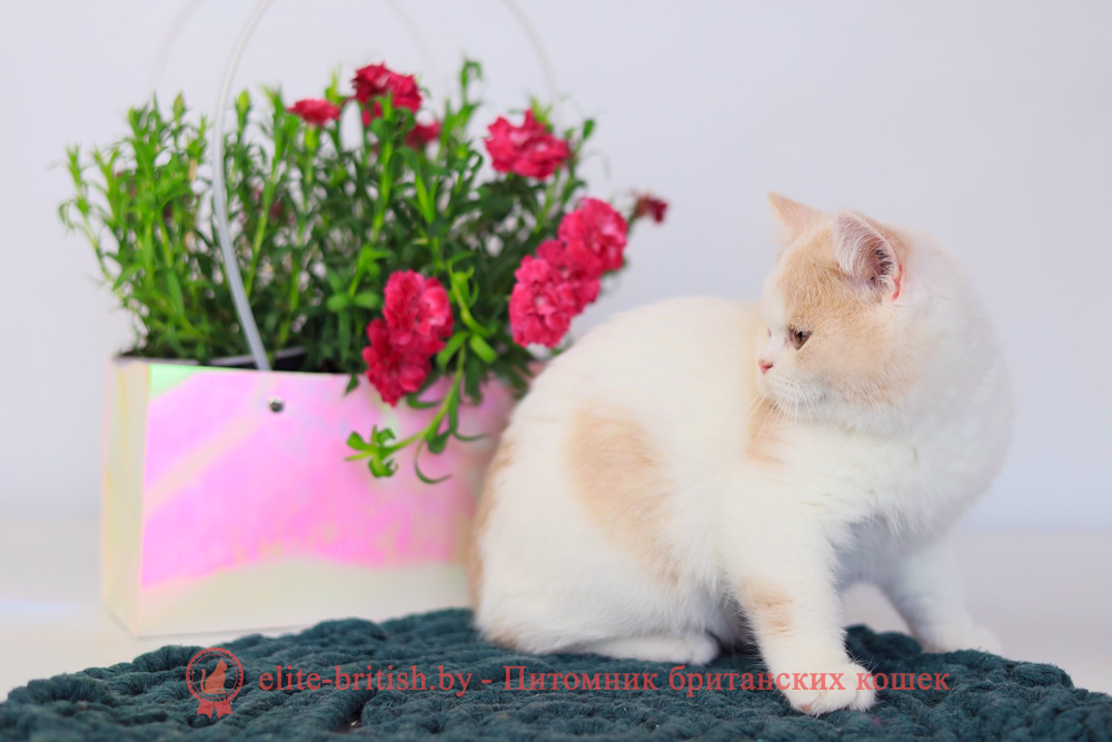 Британский котенок кремовый биколор окраса, мальчик Puding (Пудинг), помет от 3.12.2025 биколор британская кошка, кот британский биколор, британский котенок биколор, голубой биколор британец, биколор британец, британские котята биколор фото, британцы биколор фото, рыжий британский кот, рыжий британец фото, рыжие британские котята фото, британский кот рыжий фото, рыжий британец, британские рыжие котята, рыжий британец кот, британская кошка рыжая, котята британцы рыжие фото, британцы рыжего окраса, котенок рыжий британец, британская короткошерстная кошка рыжая, британский кот рыжего окраса, британские котята рыжего окраса, британцы красного окраса, красный британец, красные британцы, британская красная кошка, британский кот красный, красные британские коты, бежевые британцы, бежевый британец фото, кошки британские бежевые, бежевые британские коты, британские котята кремовые фото, британские кремовые коты фото, кремовый британец фото, британские котята кремового окраса фото, британец персикового цвета фото