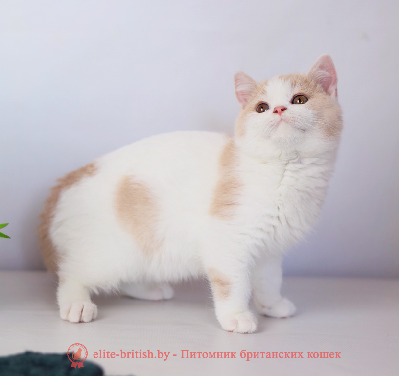 Британский котенок кремовый биколор окраса, мальчик Puding (Пудинг), помет от 3.12.2025 биколор британская кошка, кот британский биколор, британский котенок биколор, голубой биколор британец, биколор британец, британские котята биколор фото, британцы биколор фото, рыжий британский кот, рыжий британец фото, рыжие британские котята фото, британский кот рыжий фото, рыжий британец, британские рыжие котята, рыжий британец кот, британская кошка рыжая, котята британцы рыжие фото, британцы рыжего окраса, котенок рыжий британец, британская короткошерстная кошка рыжая, британский кот рыжего окраса, британские котята рыжего окраса, британцы красного окраса, красный британец, красные британцы, британская красная кошка, британский кот красный, красные британские коты, бежевые британцы, бежевый британец фото, кошки британские бежевые, бежевые британские коты, британские котята кремовые фото, британские кремовые коты фото, кремовый британец фото, британские котята кремового окраса фото, британец персикового цвета фото