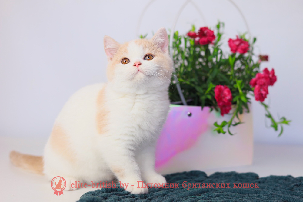 Британский котенок кремовый биколор окраса, мальчик Puding (Пудинг), помет от 3.12.2025 биколор британская кошка, кот британский биколор, британский котенок биколор, голубой биколор британец, биколор британец, британские котята биколор фото, британцы биколор фото, рыжий британский кот, рыжий британец фото, рыжие британские котята фото, британский кот рыжий фото, рыжий британец, британские рыжие котята, рыжий британец кот, британская кошка рыжая, котята британцы рыжие фото, британцы рыжего окраса, котенок рыжий британец, британская короткошерстная кошка рыжая, британский кот рыжего окраса, британские котята рыжего окраса, британцы красного окраса, красный британец, красные британцы, британская красная кошка, британский кот красный, красные британские коты, бежевые британцы, бежевый британец фото, кошки британские бежевые, бежевые британские коты, британские котята кремовые фото, британские кремовые коты фото, кремовый британец фото, британские котята кремового окраса фото, британец персикового цвета фото