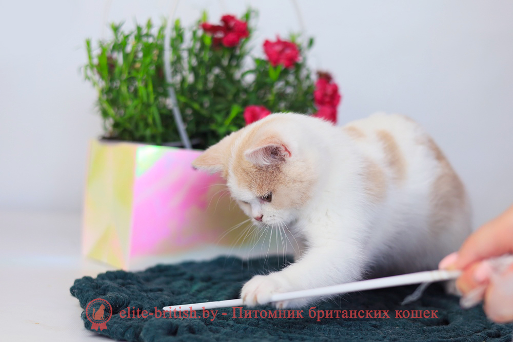 биколор британская кошка, кот британский биколор, британский котенок биколор, голубой биколор британец, биколор британец, британские котята биколор фото, британцы биколор фото, рыжий британский кот, рыжий британец фото, рыжие британские котята фото, британский кот рыжий фото, рыжий британец, британские рыжие котята, рыжий британец кот, британская кошка рыжая, котята британцы рыжие фото, британцы рыжего окраса, котенок рыжий британец, британская короткошерстная кошка рыжая, британский кот рыжего окраса, британские котята рыжего окраса, британцы красного окраса, красный британец, красные британцы, британская красная кошка, британский кот красный, красные британские коты, бежевые британцы, бежевый британец фото, кошки британские бежевые, бежевые британские коты, британские котята кремовые фото, британские кремовые коты фото, кремовый британец фото, британские котята кремового окраса фото, британец персикового цвета фото