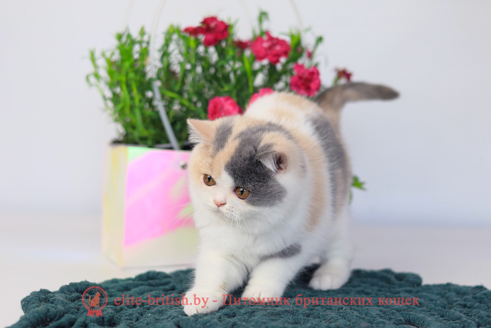 Британский котенок голубой черепаховый биколор окраса, девочка Penelope (Пенелопа), помет от 3.12.2025 голубая черепаха биколор британский котенок, голубо-кремовая черепаха британец, британский голубой калико, британский голубой триколор, биколор британская кошка, кот британский биколор, британский котенок биколор, голубой биколор британец, биколор британец, британские котята биколор фото, британцы биколор фото